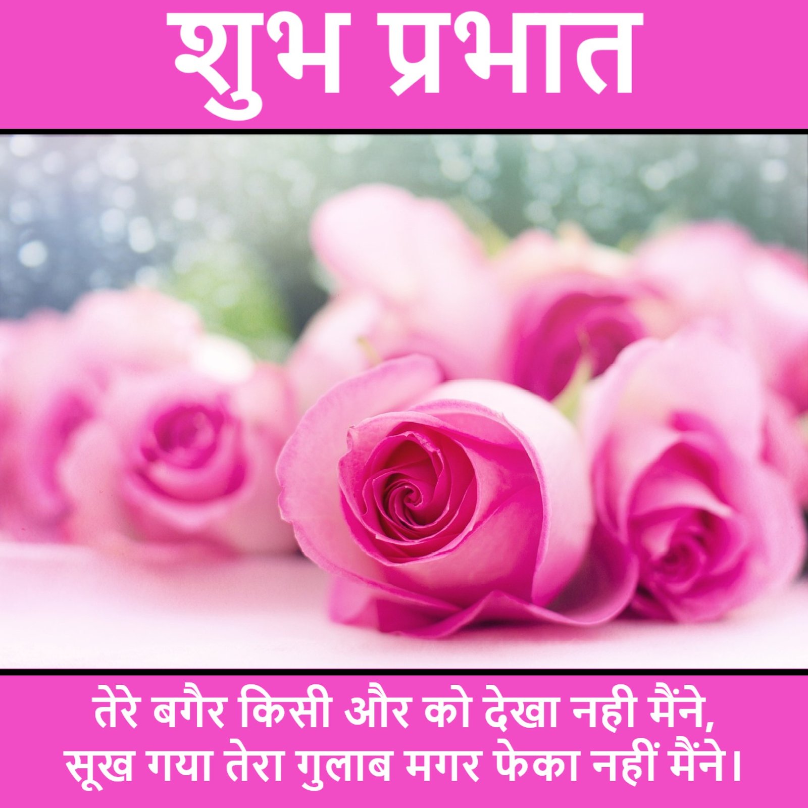 New Style Good Morning Pink Roses Quotes 2024 Images Whatsapp Special Photos